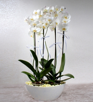 Beyaz 4 Dallı Phalaenopsis Orkide
