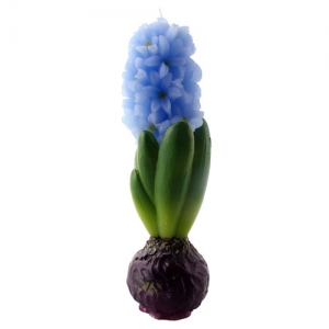 MUM SÜMBÜL 5X17 CM