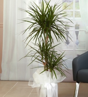 3'lü Dracena Marginata Bitkisi