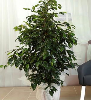 Benjamin (Ficus)