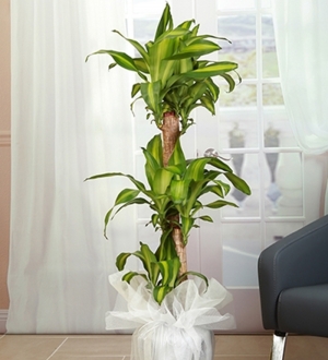 3'lü Dracena Masangena Bitkisi