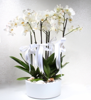 Seramikte 6 Dallı Beyaz Phalaenopsis Orkide