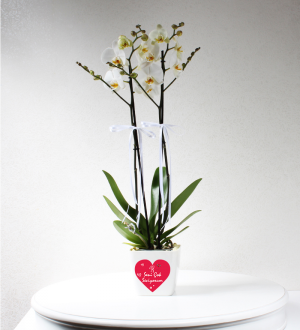 Sevgiliye Beyaz 2 Dallı Phalaenopsis Orkide