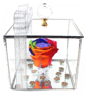 Solmayan Gül (Rainbow)