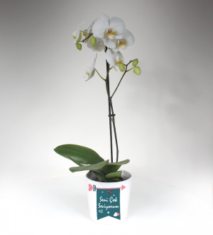 Sevgiliye Beyaz Phalaenopsis Orkide