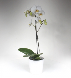 Beyaz Phalaenopsis Orkide